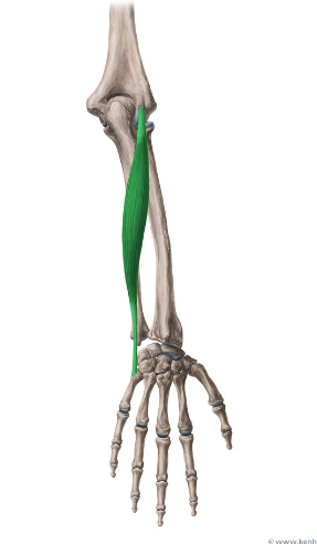 <p>What is this muscle called?</p>