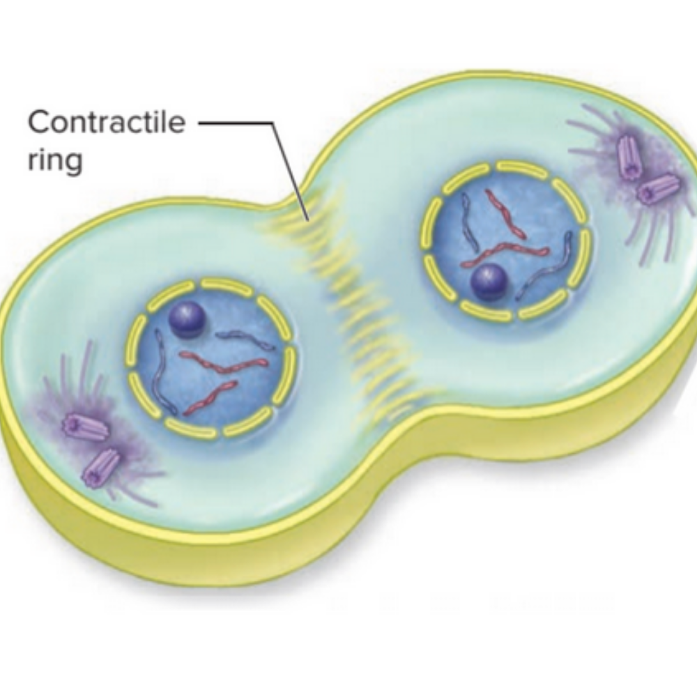 <p>What phase of mitosis is this?</p>