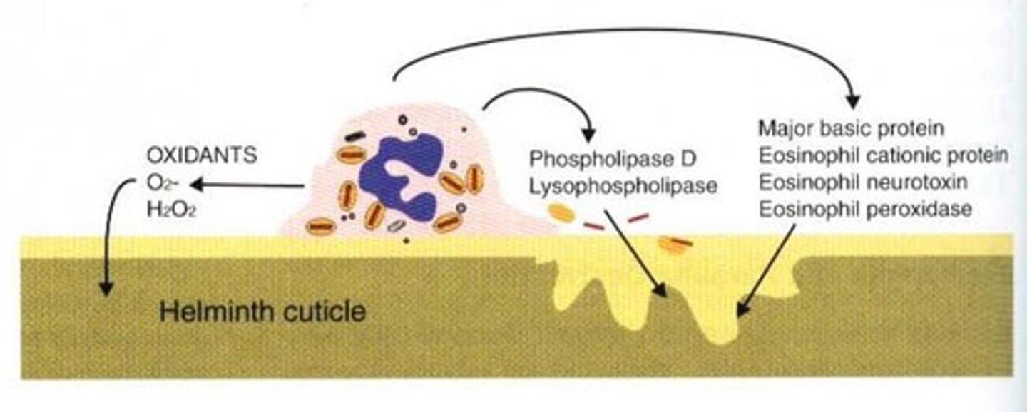 <p>Oxidants, nitric oxide, lytic enzymes, eosinophil cationic protein (ECP), and eosinophil neurotoxin.</p>