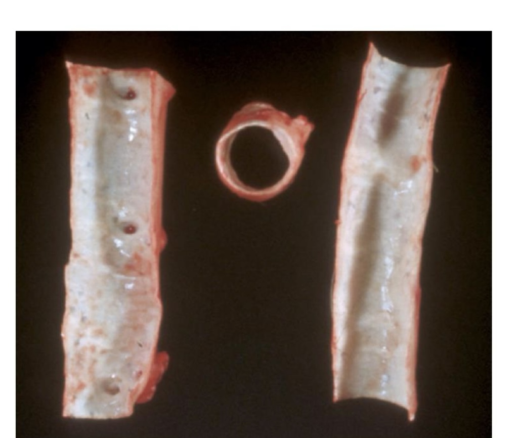 <p>what is this?</p>