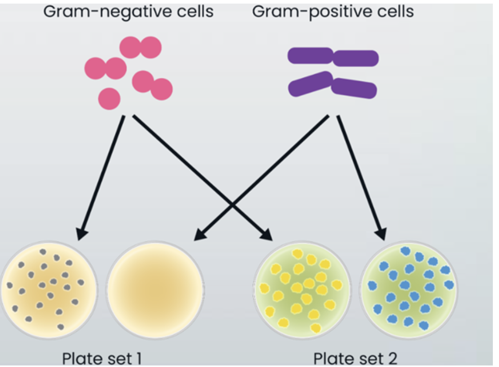 <p>Which set of results represents bacterial growth that distinguishes different bacteria based on colony morphology?</p><ul><li><p>plate set 1</p></li><li><p>neither plate set 1 nor plate set 2</p></li><li><p>plate set 2</p></li><li><p>both plate set 1 and plate set 2</p></li></ul><p></p>