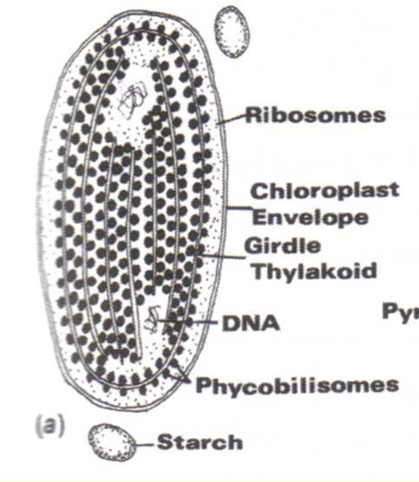<ul><li><p>On thylakoid bands</p></li><li><p>2 membranes on envelope</p></li><li><p>Single thylakoids</p></li></ul><p></p>