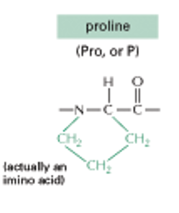 <p>Proline (CH2 Circle)</p><p>(NONPOLAR SIDE CHAINS)</p>