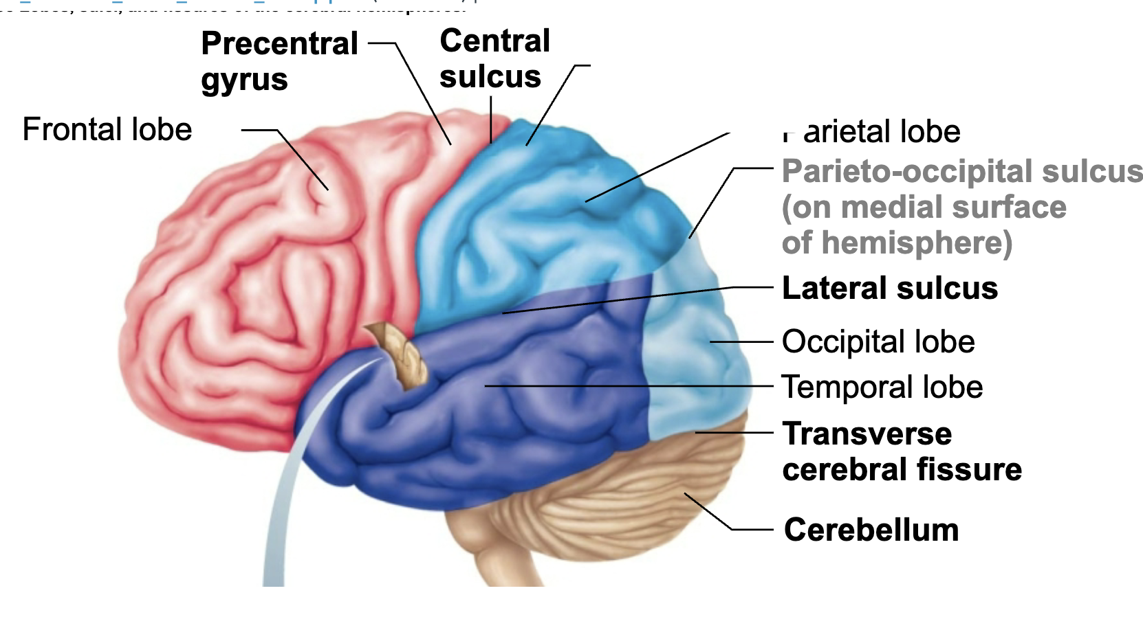 <p>What is this brain regions name and function?</p>