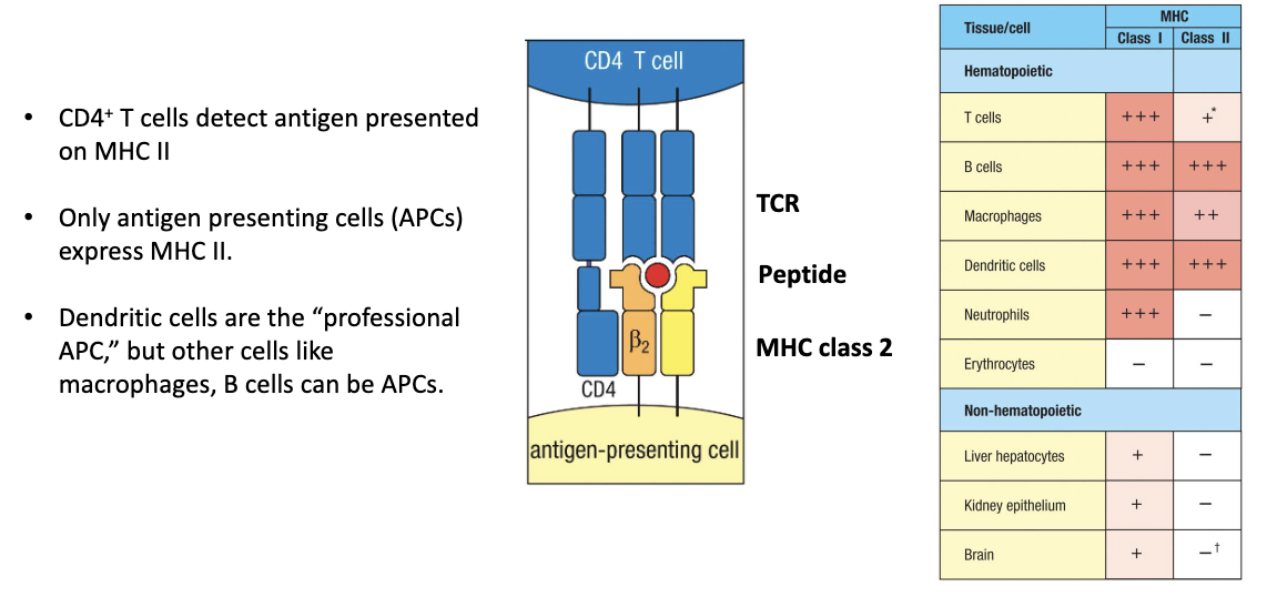 <ul><li><p><strong>CD4</strong> = <strong>co-receptor</strong> for <strong>MHC class II</strong>.</p></li><li><p><strong>MHC II</strong> is expressed only on <strong>antigen-presenting cells (APCs)</strong>:</p><ul><li><p><strong>Professional APC:</strong> dendritic cells</p></li><li><p><strong>Others:</strong> macrophages, B cells</p></li></ul></li><li><p><strong>CD4+ T cells</strong> recognize <strong>antigens presented on MHC II</strong>.</p></li><li><p><strong>Function:</strong> Enables helper T cells to “talk to” APCs and coordinate immune responses.</p></li><li><p><em>(Extra note: T cells can sometimes express MHC II to interact with other T cells — advanced, not covered here.)</em></p></li></ul><p></p>