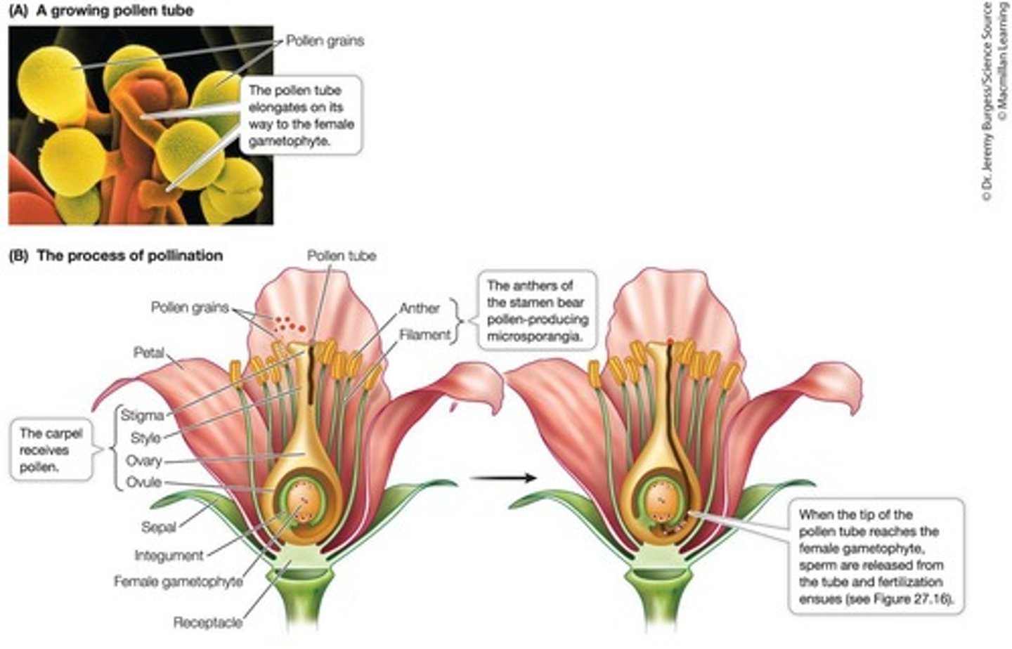 <p>Double fertilization involves one sperm combining with the egg to form a diploid zygote and another sperm combining with two haploid nuclei to form the triploid endosperm.</p>