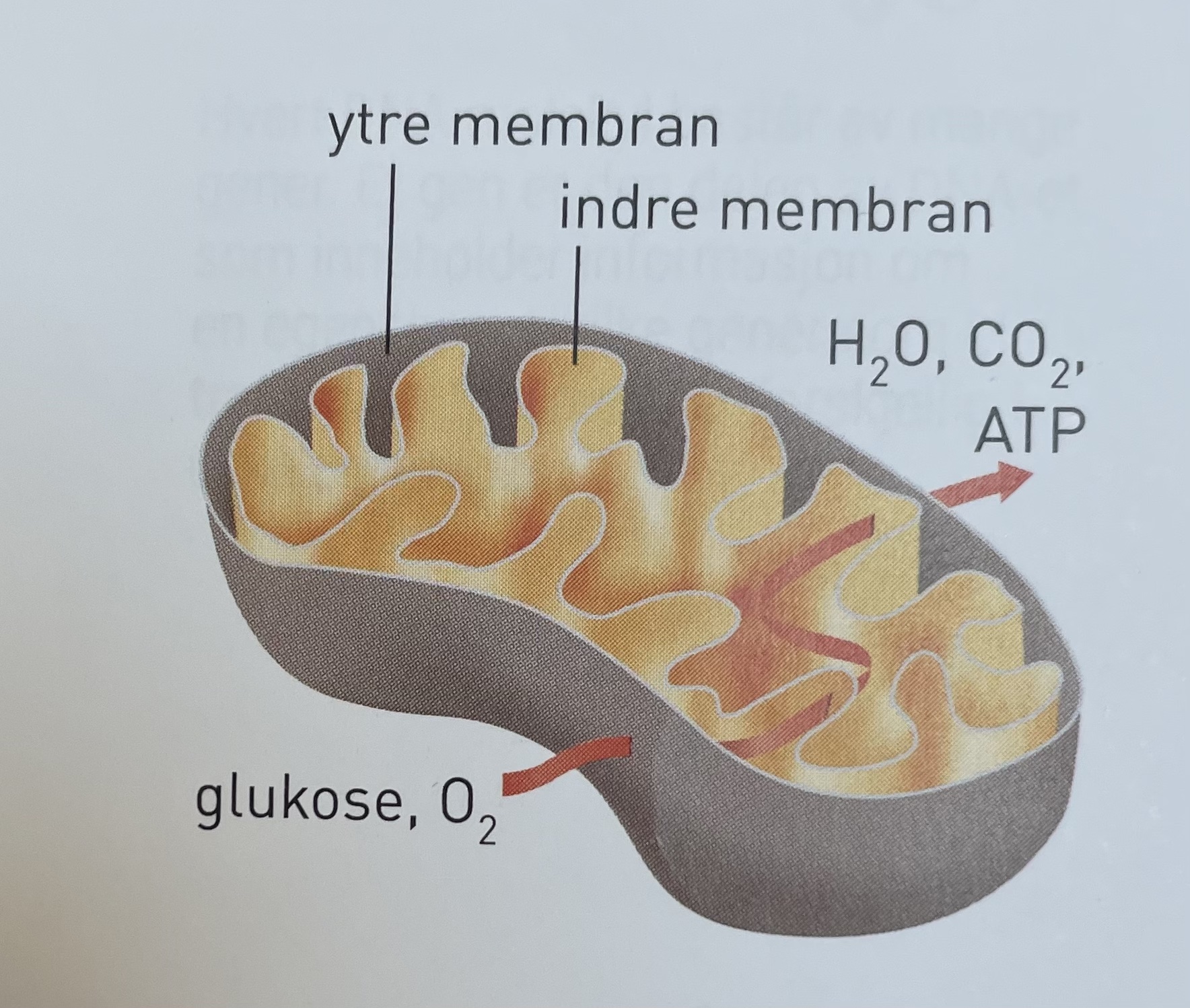 <ul><li><p>kraftverk/energiverk i cellen</p></li><li><p>spalter næringsstoffer (karbohydrater, fett og proteiner) til byggesteiner og energi, i celleånding</p></li><li><p>energien derfra^ lagres som ATP</p></li><li><p>har dobbel membran</p><ul><li><p>glatt ytre</p></li><li><p>foldet indre med mange innbuktninger, mye plass til at ADP koples til P og danner ATP</p></li></ul></li><li><p>mengden varierer på energibehovet til cellen (muskelcelle 10 000 vs levercelle 2500)</p></li><li><p>inneholder eget DNA som koder for noen proteiner i organellen</p></li></ul><p></p>