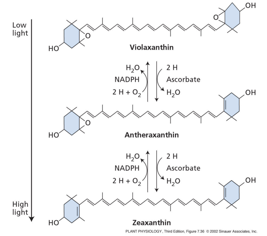<ul><li><p>carotenoids are in LHCII</p></li><li><p>carotenoids quench the excited state of chlorophyll and dissipate energy as heat</p></li><li><p>violaxanthin is converted to zeaxanthin, releases energy as heat</p></li><li><p>protects against formation of free radicals from light damage</p></li></ul><p></p>