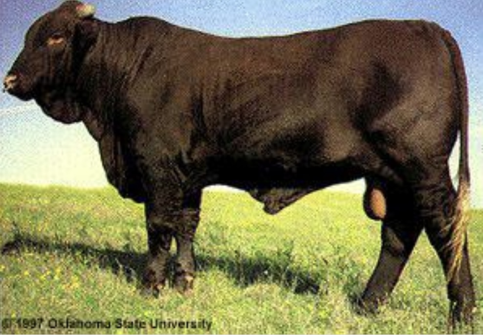 <ul><li><p>These were developed in Texas, resulting from crossing Brahman beef-type bulls on beef-type Shorthorns.</p></li><li><p>﻿﻿They are large beef animals, noted for their ability to make large gains on grass and to rustle on areas of sparse forage, and for their tolerance to heat and insects.</p></li><li><p>﻿﻿Modern Santa Gertrudis cattle are approximately<u> 5/8 Shorthorn and 3/8 Brahman.</u></p></li><li><p>﻿﻿A deep cherry-red color has been established in the breed. Shows a relatively high degree of both heat and tick resistance.</p></li><li><p>﻿﻿Their characteristics include ease of calving, good mothering ability and abundant milk supply.</p></li></ul>