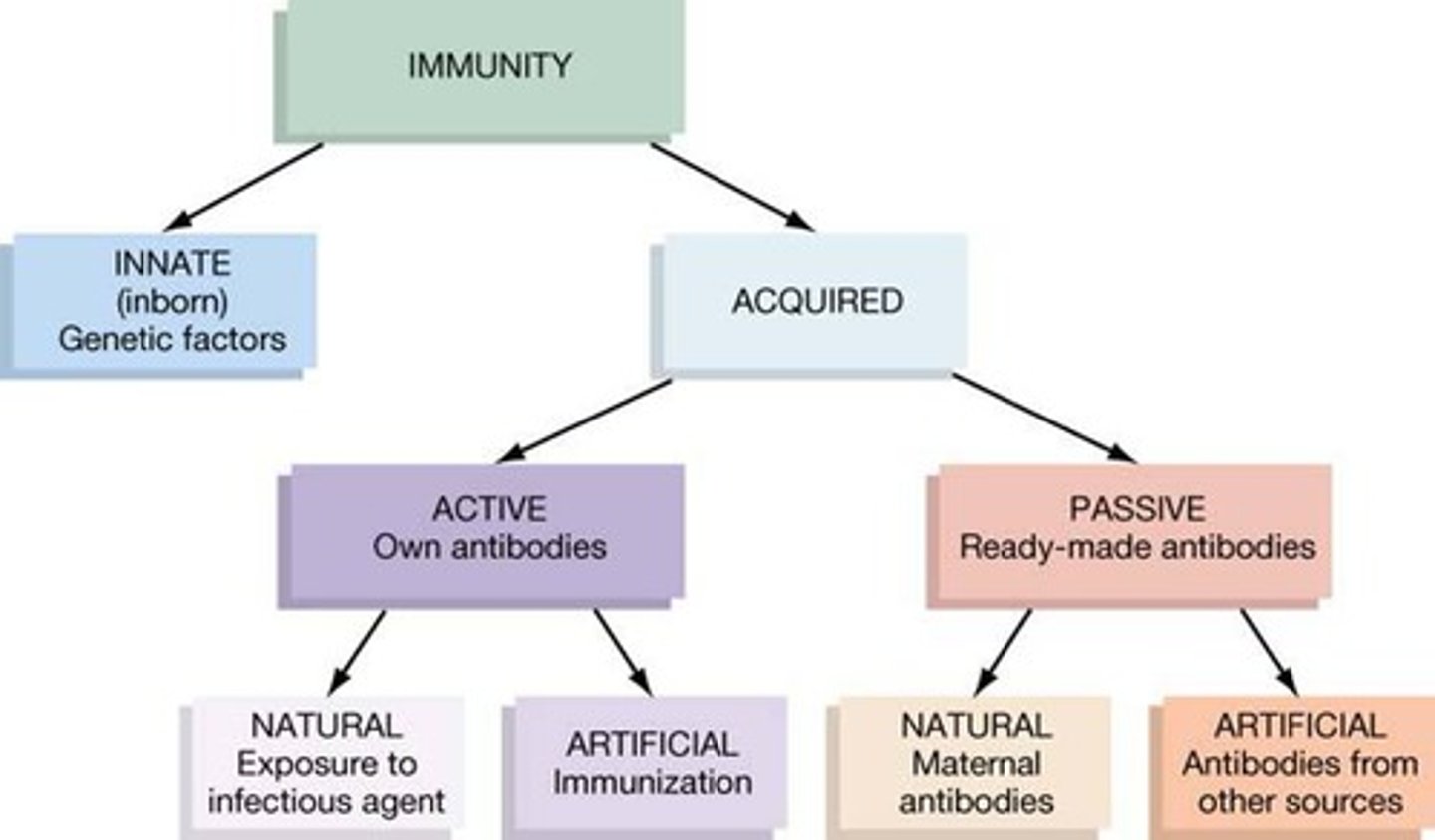 <p>any immunity that is acquired through the normal biological experiences of an individual (e.g. infection; mother's milk)</p>