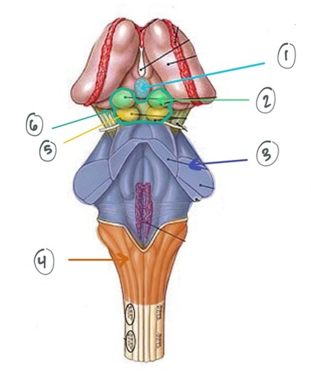 <p>- posterior-laterally</p><p>- look in notes for a better view</p>