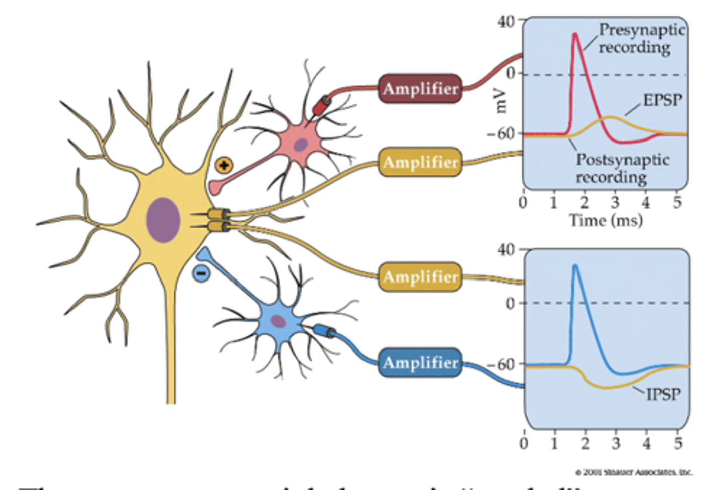 <p>action potential and neurotransmitter release from an inhibitory neuron</p>