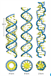 <p>ADNA = dehydrAted, structural model of dsRNA and RNA-DNA hybrids</p><p>ZDNA = &lt;1% DNA, high GC content, left handed</p><p>cruciform, triplex, quadruplex</p>