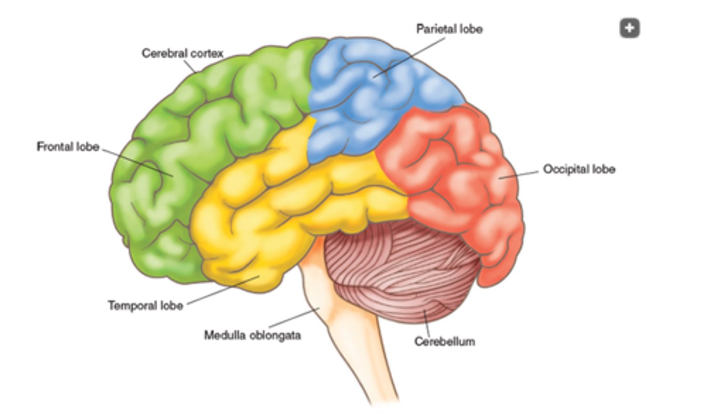 <p>Controls the highest level of thought, including judgment, memory, association, and critical thinking. Processes sensations and controls all voluntary muscle activity.</p>