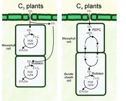A plant that uses the Calvin cycle for the initial steps that incorporate CO2 into organic material, forming a three-carbon compound as the first stable intermediate.