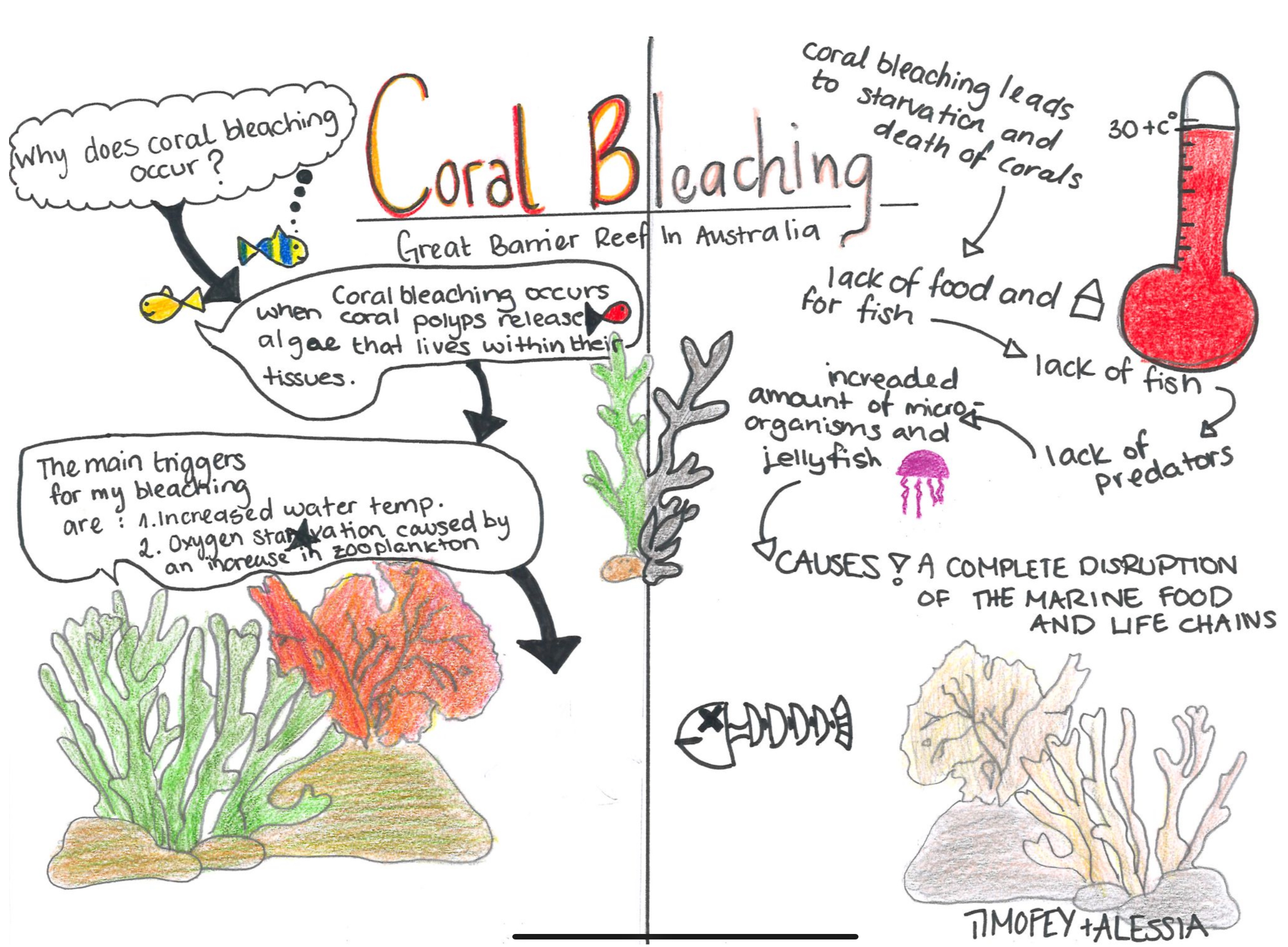 <ol><li><p>Significant increase in water temperature →  trigger coral bleaching by causing stress to the coral reef</p></li><li><p>The positive feedback loop</p></li></ol><p></p>