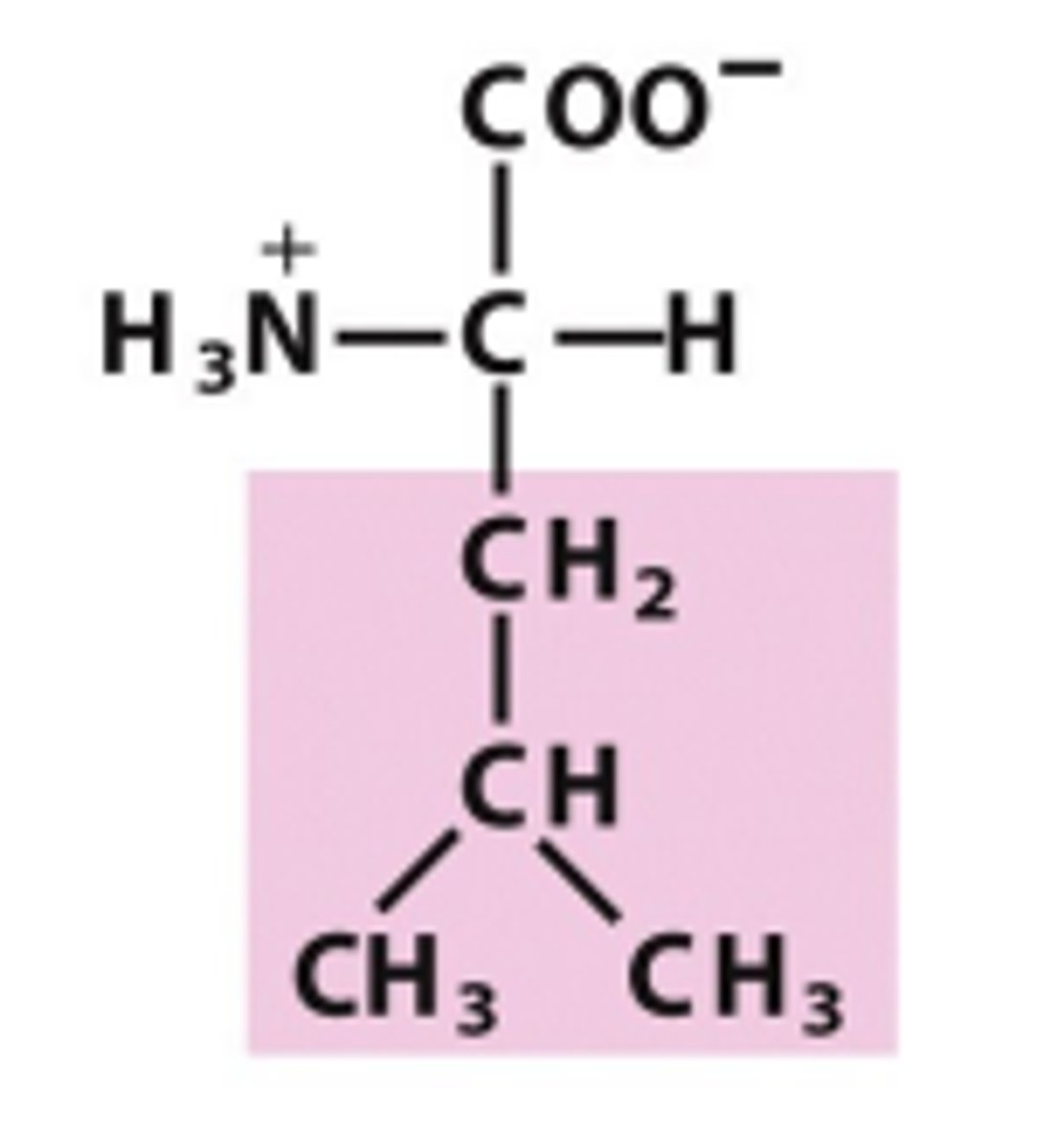 <p>Which amino acid is this?</p>