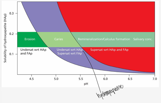 <p>-when the pH falls below a certain level (critical pH), dissolution of hydroxyapatite = demineralization</p><p>-due to differences in stability, fluoridated apatite is simultaneously formed in the partially dissolved surface layers of enamel</p><p>-carious lesion can form under these conditions</p>
