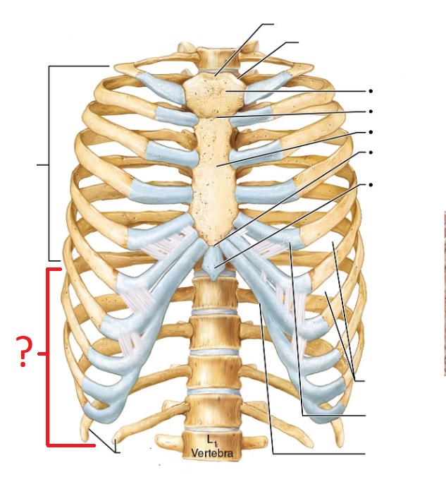 <p>Connect to true ribs (8-12)</p>