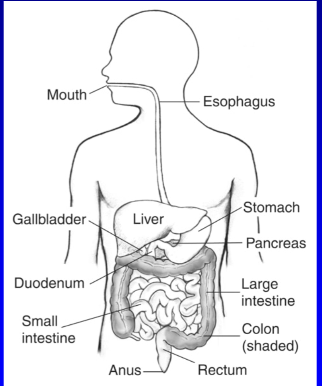 <p>parasite lives in which organs</p>