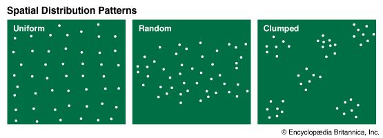 <p>Population Distribution </p>