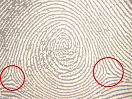 <p>Point of ridge divergence meeting looping ridges (triangle shaped area)</p>