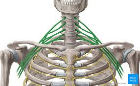 <p>petinis rezginys</p>