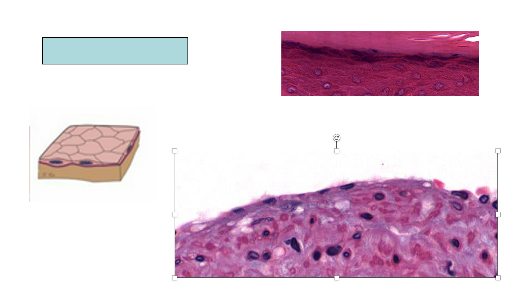 <p>An example of a type of cell is <strong><em><em></em></strong></em>__.</p>