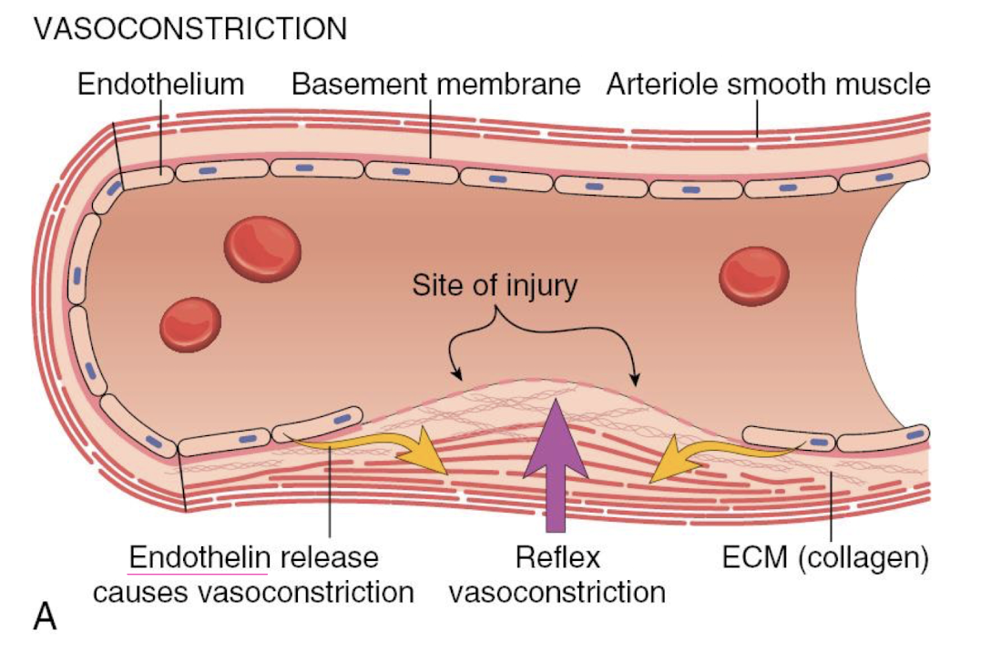 <p>endothelin release from damaged endothelial cells</p><p>serotonin &amp; TXA<sub>2</sub>&nbsp;from platelets</p>