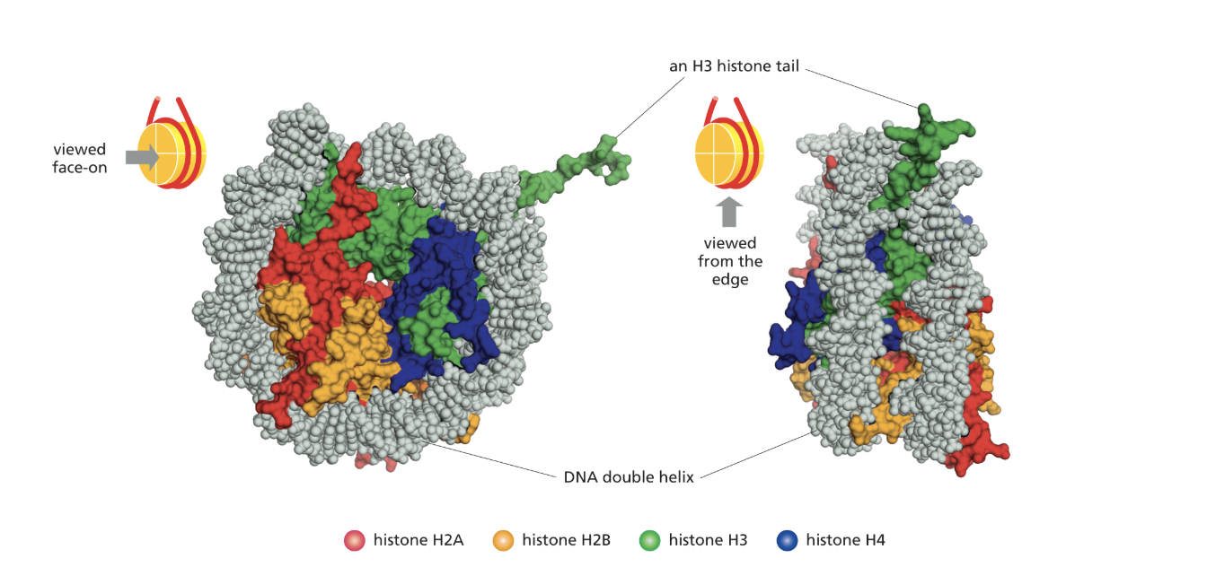<ul><li><p>Lysine and arginine are the main amino acids that make up histones - which are positively charged amino acids </p></li><li><p>as DNA has a negative charged due to its sugar-phosphate backbone - this electrostatic attraction allows all dna to bind to any amount of histones </p></li><li><p>Also there is a histone tail - shown in the diagram as green that comes from the unstrucrued N terminal of an amino acid - coming out of the nucleosome core particle </p></li><li><p>Such particles can undergo covalent but reversible chemical reactions which controls how chromatine is structured </p></li><li><p>Histones are also quite similar among species and have been conserved over evolution, there are only two differences between the amino acids of H4 between humans and peas </p></li></ul><p></p>
