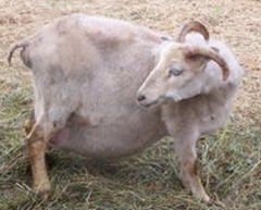 <p>What condition could this goat have?</p>