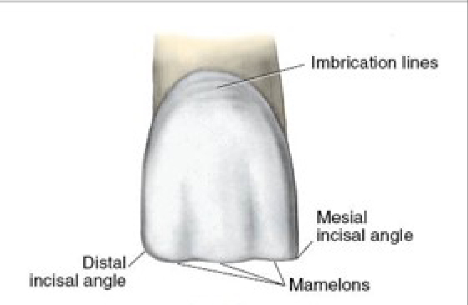 <p>Labial View Features</p>