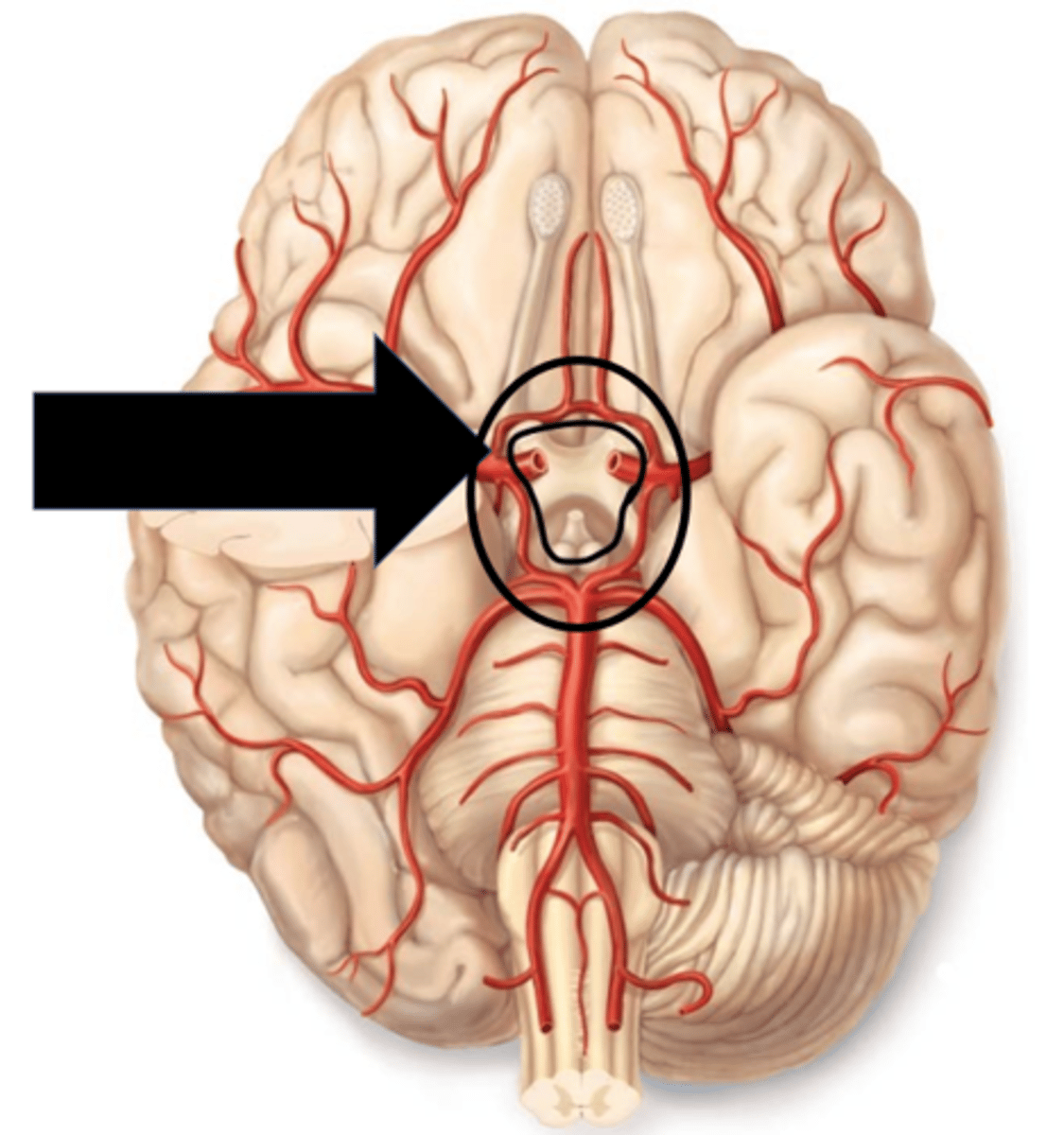 <p>Name the vascular channel indicated</p>