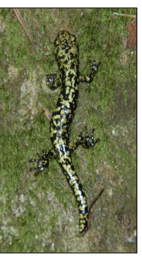 <p>Aneides aeneus</p>