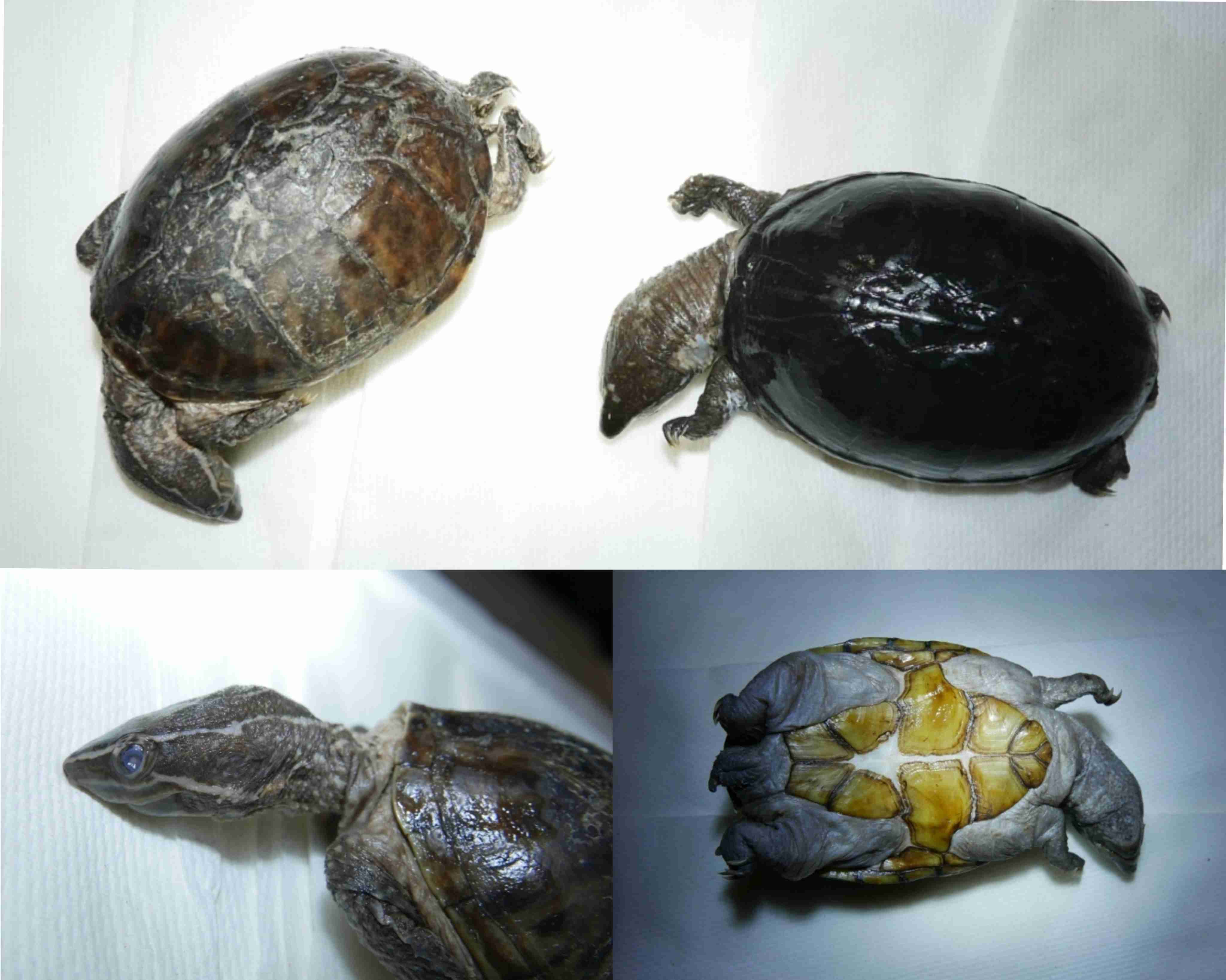 <p>What is the family and scientific name for this turtle?</p>