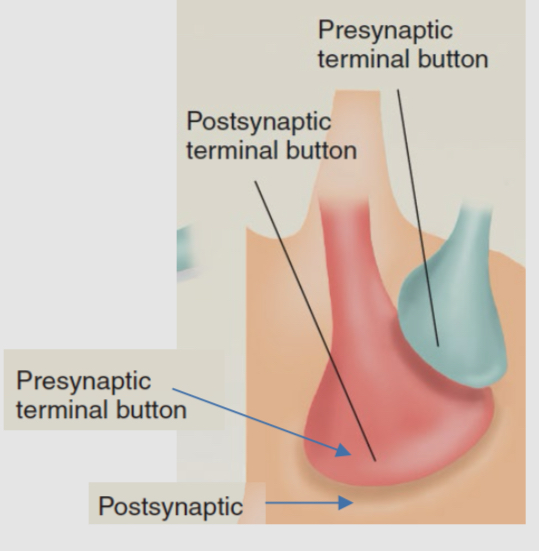 <ul><li><p>axoaxonic synapses can depolarize the axon terminal of the downstream neuron (in red) so that its voltage-gated calcium channels are more likely to open when an action potential arrives. </p></li><li><p>The net effect is to increase neurotransmitter release from the red cell when it has an action potential </p></li></ul><p></p>