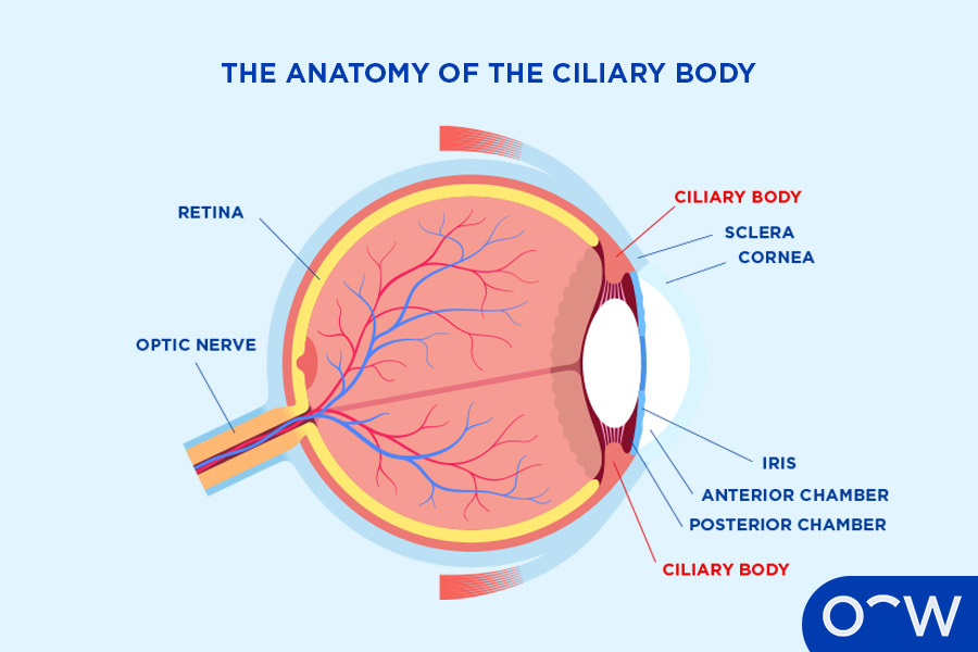 <ul><li><p>Vascular tunic layer</p></li><li><p>Continuous w choroid, anterior, encircles periphery of lens</p></li><li><p><strong>Ciliary processes</strong> that secrete aqueous humor into anterior segments</p></li><li><p><strong>Ciliary muscles</strong> that control shape of lens (smooth muscles)</p></li><li><p><strong>Suspensory ligaments</strong> extend from ciliary processes to lens, maintain in upright position</p></li></ul><p></p>