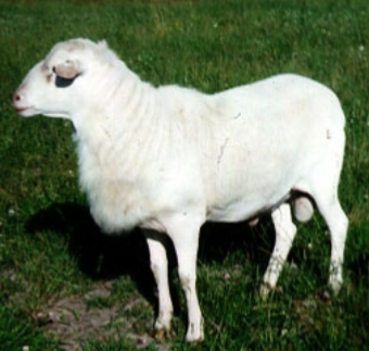 <p>Virgin Islands; white breed, fairly prolific, hardy breeds while lactating </p>