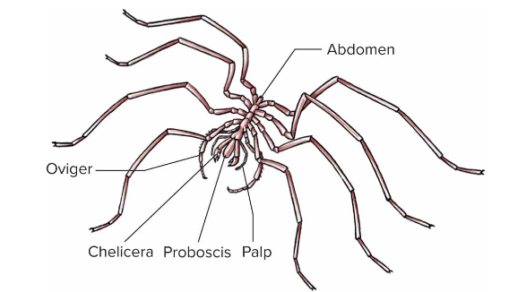 <p>-sea spiders -4 pairs of walking legs -suctorial proboscis -much reduced abdomen -male use ovigers (pair of legs) to carry egg masses -common in the waters</p>