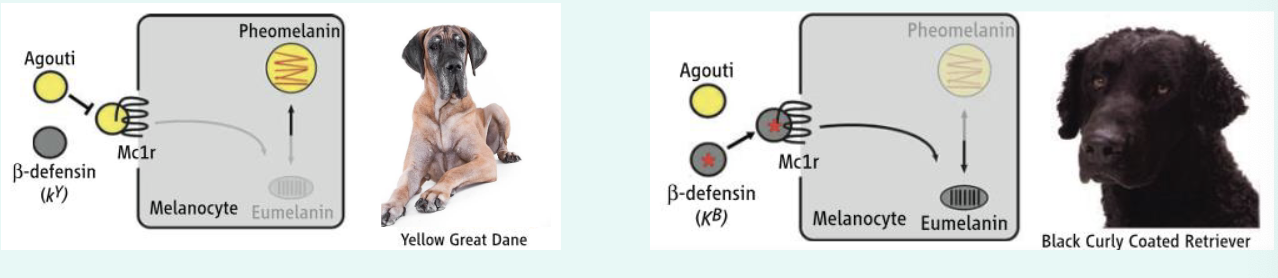 <p> A gain of function mutation allows ß-defensin to cause black coat colour by enabling a</p><p>novel membrane protein interactio</p>
