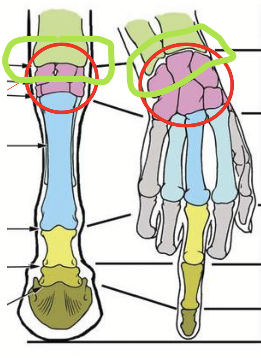 <ul><li><p>Proximal</p></li></ul><ul><li><p>Intermediate</p></li><li><p>Distal</p></li></ul><p></p>