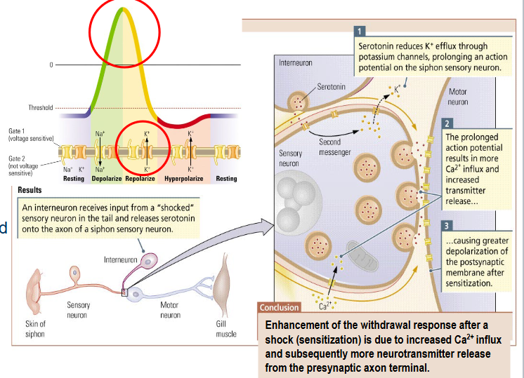 <p>Increased neural response to stimuli (e.g. PTSD).</p><ul><li><p><span style="color: red">Serotonin </span>released by <span style="color: red">interneuron </span>makes <span style="color: red">potassium channels less responsive</span>.</p><ul><li><p>reduced K+ efflux.</p></li><li><p>prolonged action potential.</p></li></ul></li><li><p><span style="color: red">Increased Ca2+ influx</span></p><ul><li><p><span style="color: red">increased neurotransmitter release</span></p></li></ul></li></ul><p></p><p>Result: <span style="color: red">EPSPs become larger</span> due to increased amount of neurotransmitter in synaptic cleft causing greater depolarization of postsynaptic membrane.</p><p></p><p>NB: Sensitization = opposite of habituation (but both are <em>unconscious</em> forms of learning).</p>