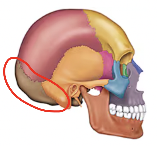 <p>Name this bone of the skull</p>