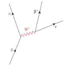 <p>Proton becomes neutron</p><p>W+ becomes B+ (e+) and electron neutrino</p><p>in proton rich nucleus </p>