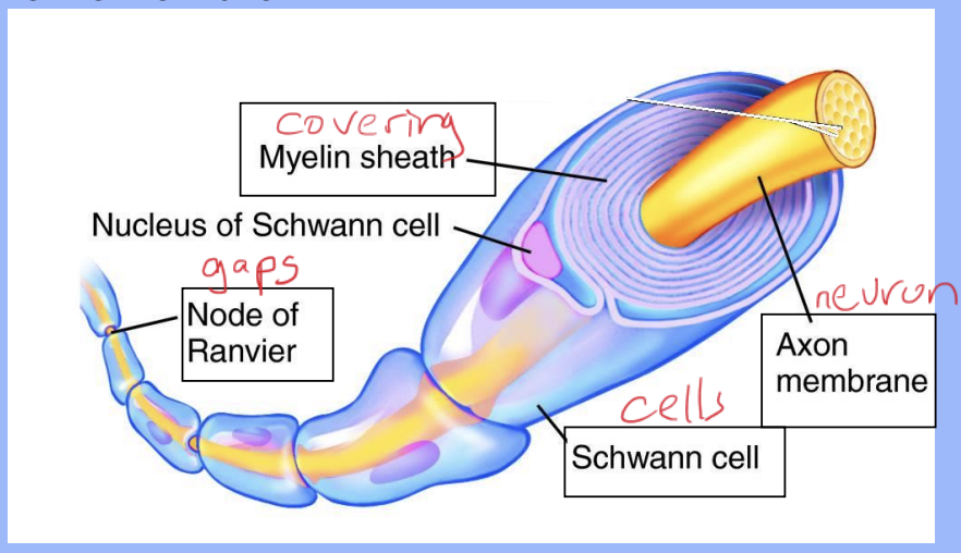 <p>The <strong>myelin sheath</strong>, a fatty covering</p>