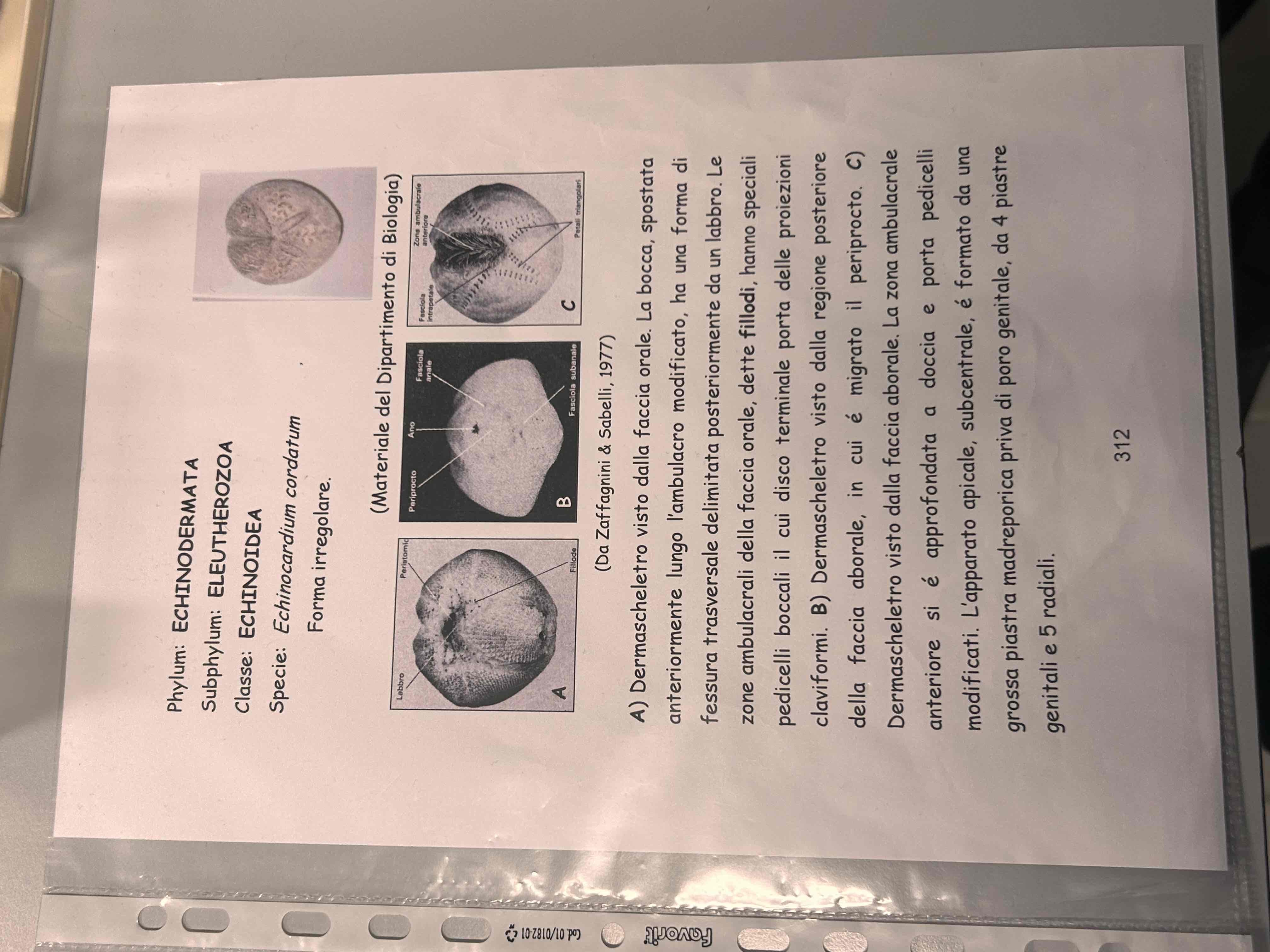 <p>Echinodermata</p><p>Echinoidea</p><p>Echinocardium cordatum</p>