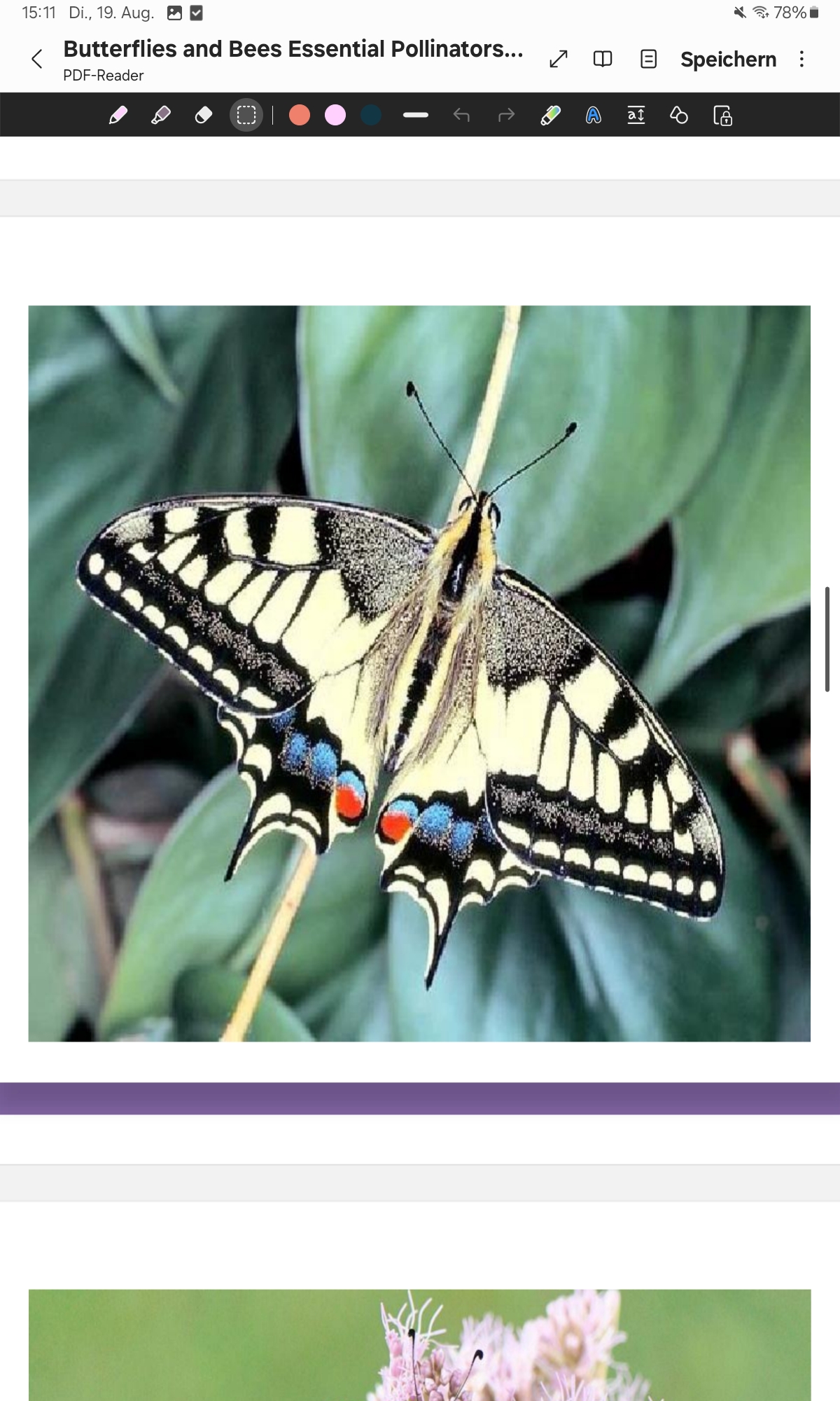 <p>Swallowtail </p>