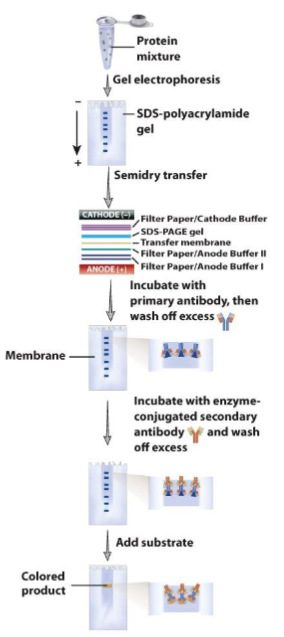 <p>step 1 is SDS-PAGE to separate proteins by size</p><ul><li><p>proteins are transferred to membrane - western blotting</p></li><li><p>membrane is incubated with antibody-specific for one of the proteins to see if it is expressed in control vs. experimental conditions</p></li><li><p>bound antibody is detected by secondary antibody that is conjugated to an enzyme or tagged (radioactive or fluo) → visualization</p></li></ul><p></p>