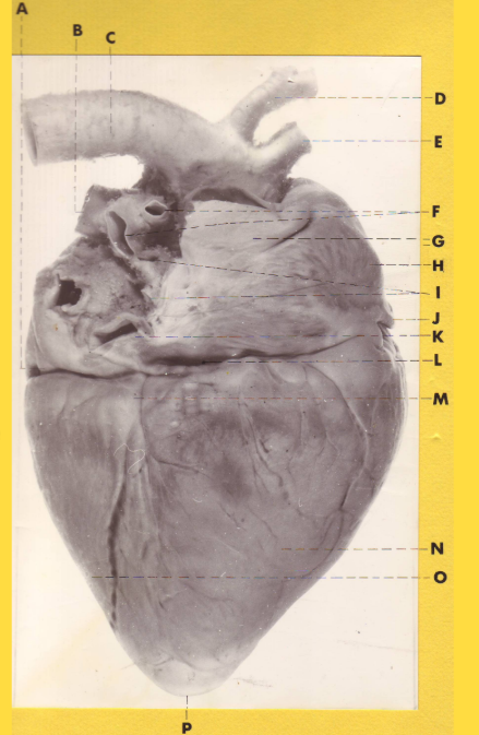 <p>What is E?</p>