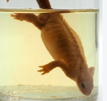 <p>Phylum, subphylum, class?</p>
